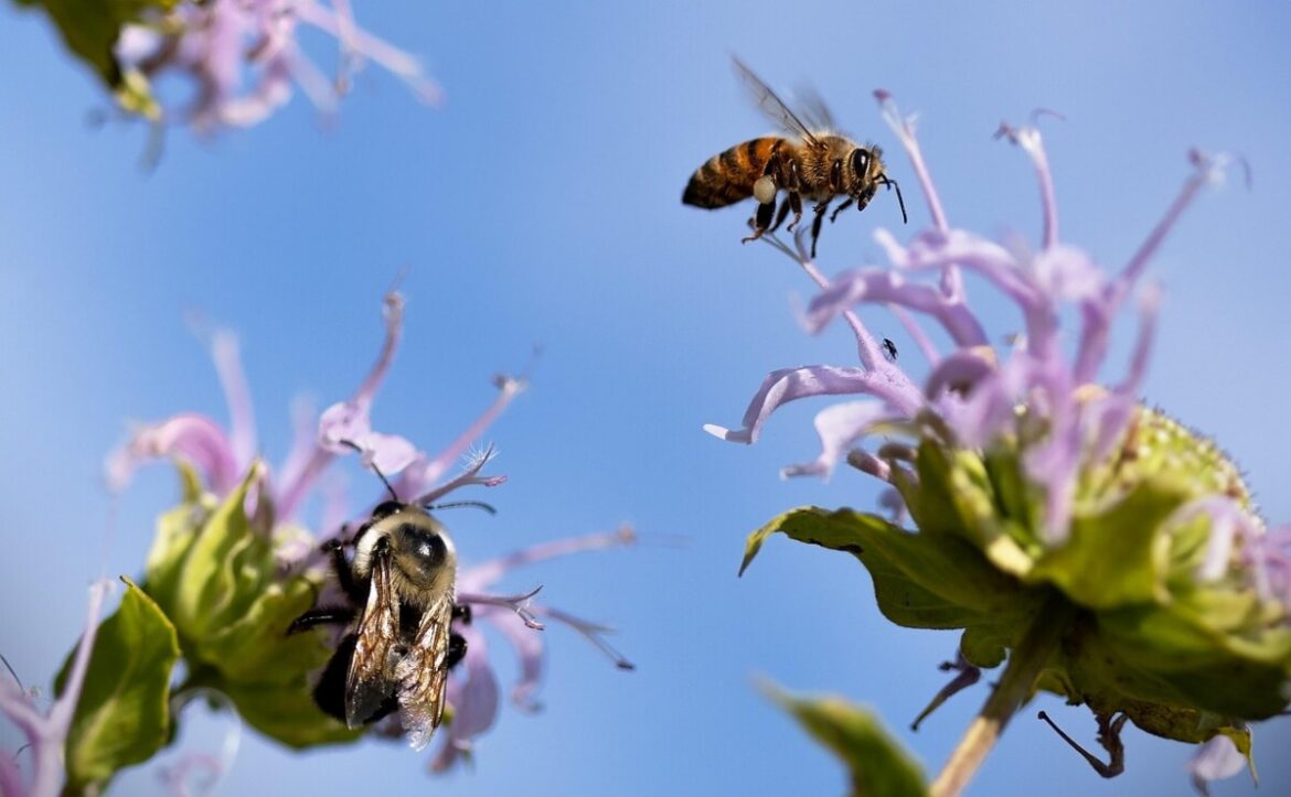 pollinators-7982752_1280 roma