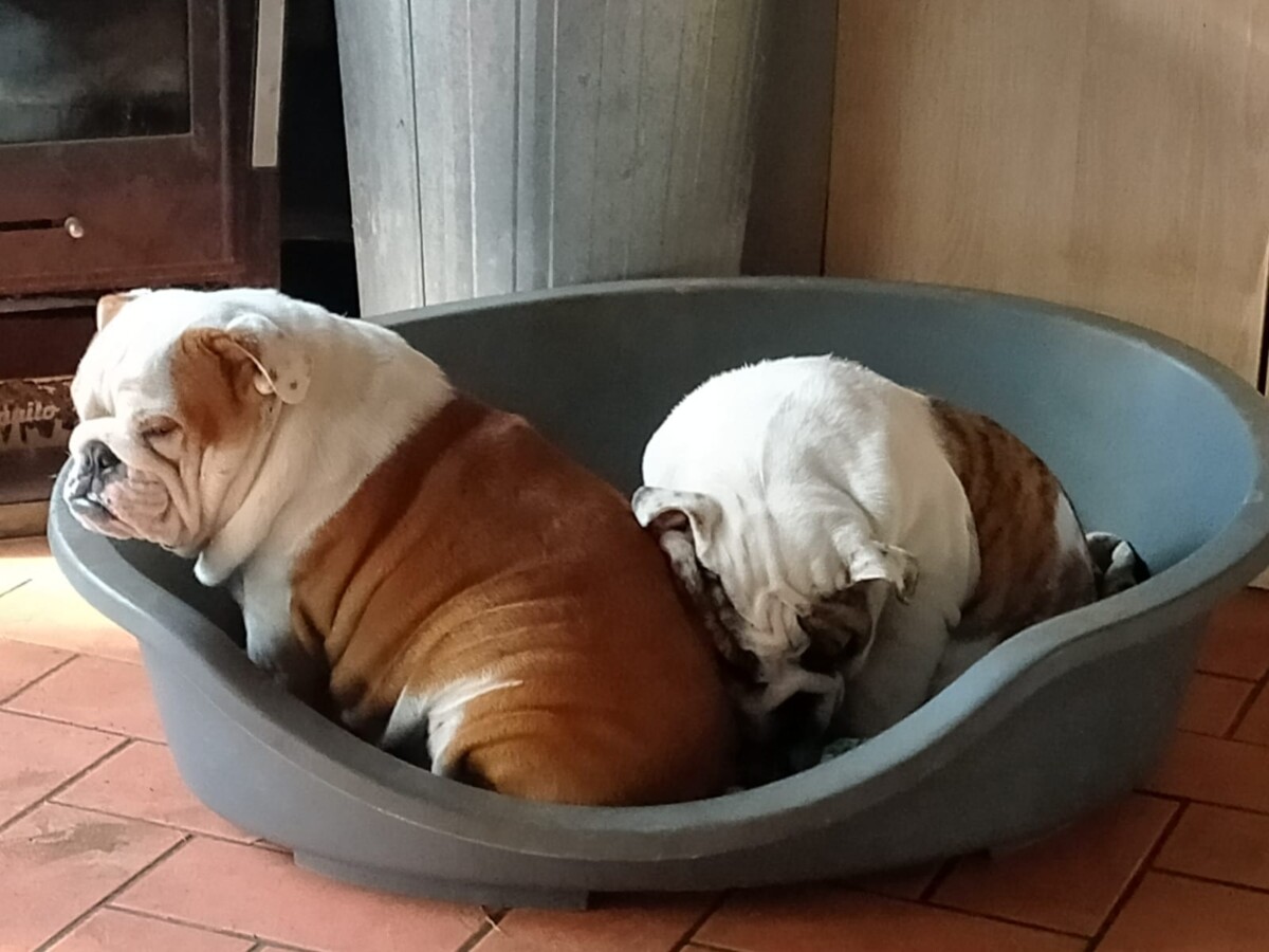 bulldog