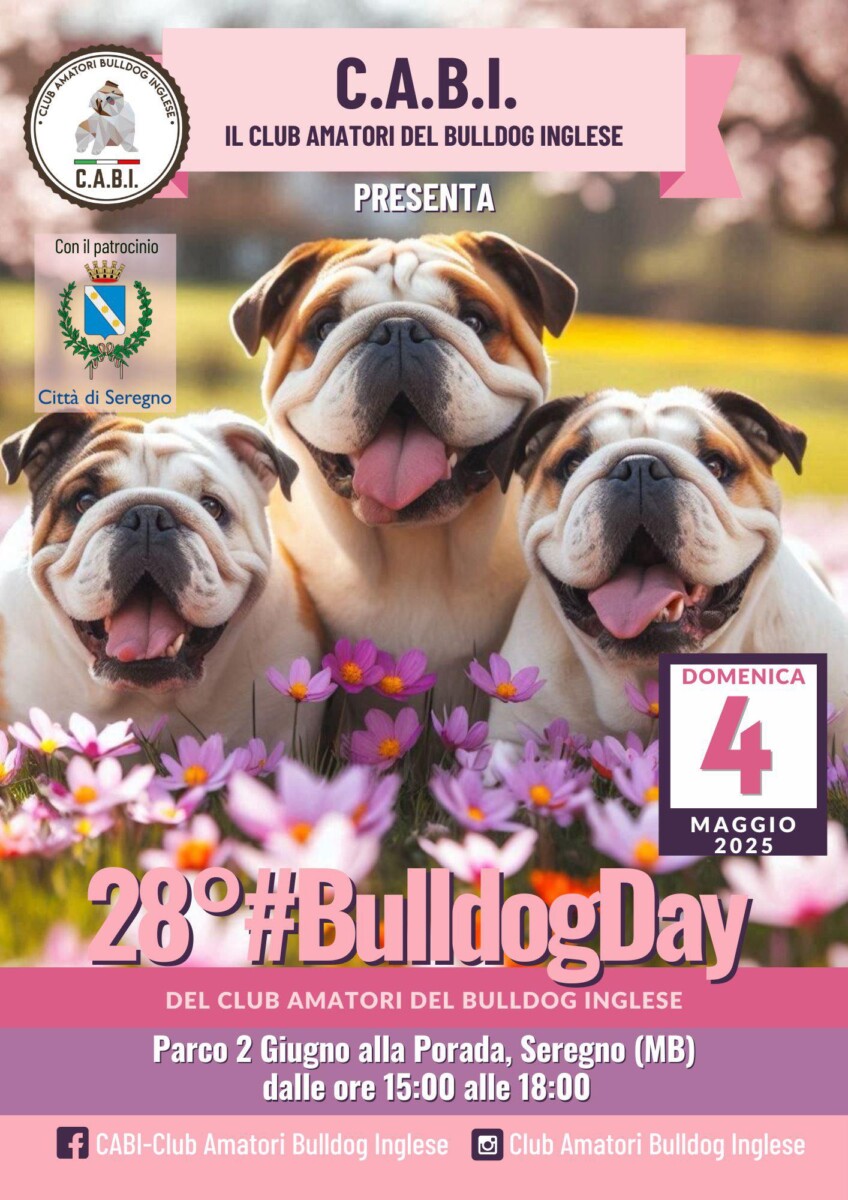 bulldog