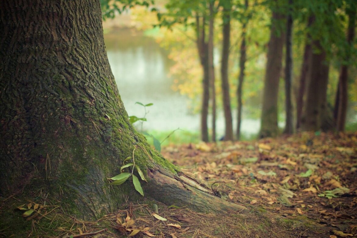 tree-569275_1280 PARCO